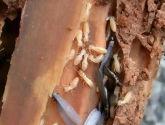 南宫白蚁防治公司分享低层住宅白蚁高发，一楼住户专属防虫防护指南